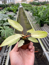 Load image into Gallery viewer, Philodendron &#39;Snowdrift&#39;