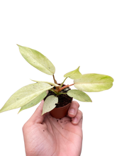 Load image into Gallery viewer, Philodendron &#39;Snowdrift&#39;