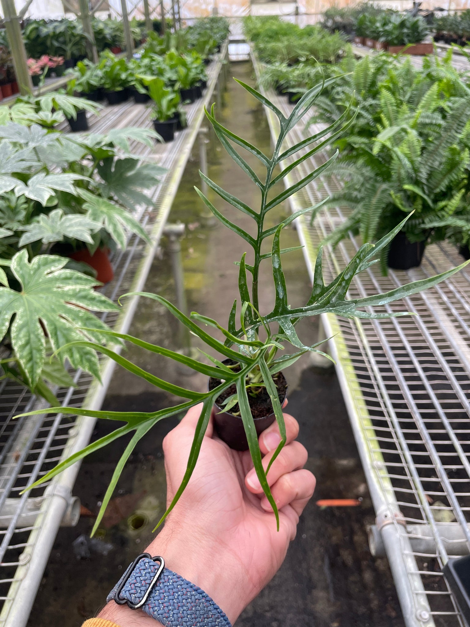 philodendron polypodioides tortum Philodendron 'Tortum'