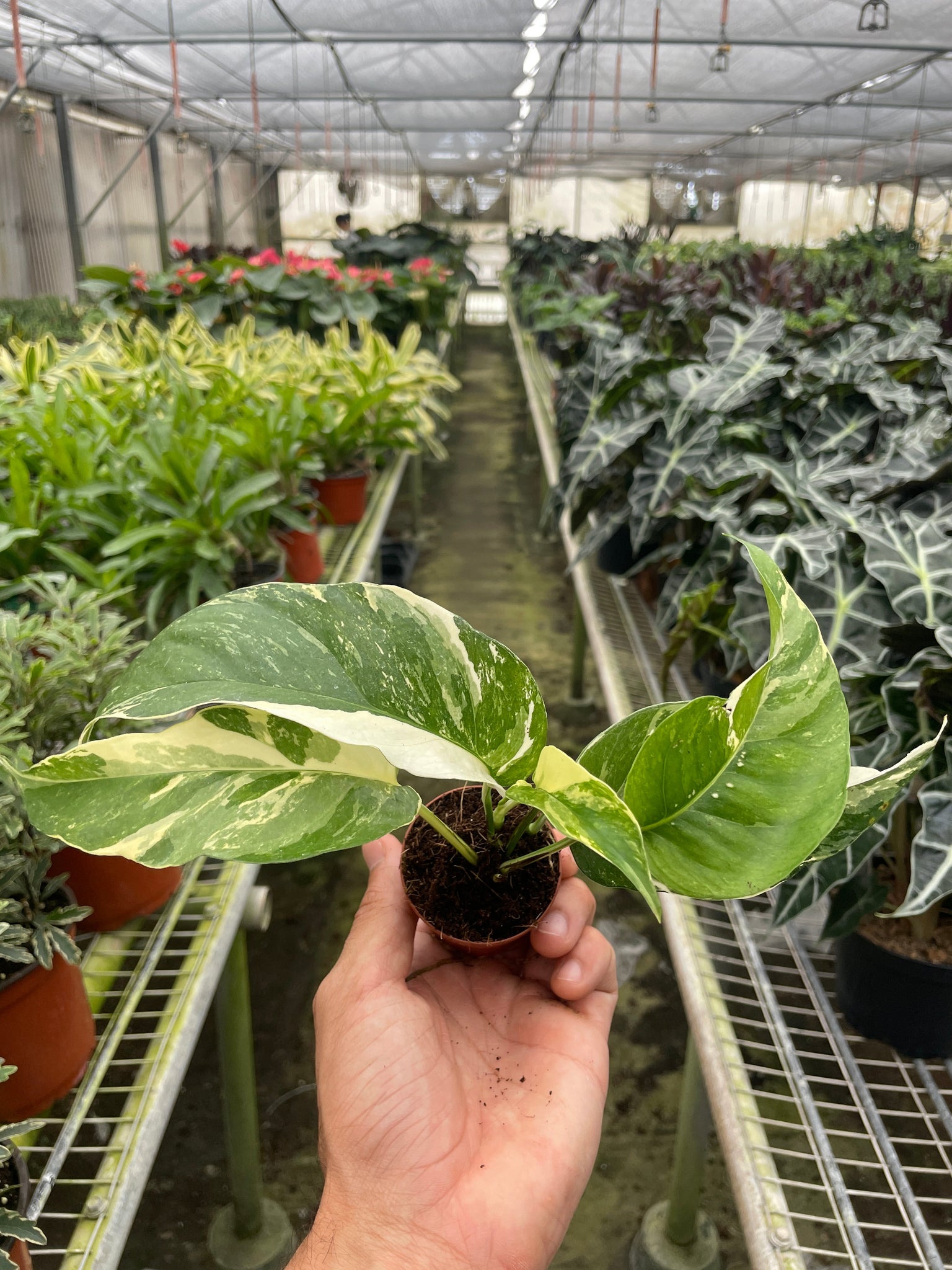 white leaves pothos Pothos 'Albo Variegata' – Mickey Hargitay Plants