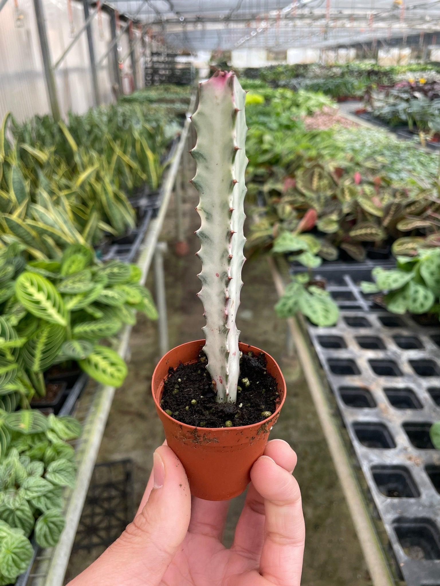 succulent dragon plant Succulent Euphorbia 'Dragon Bone'
