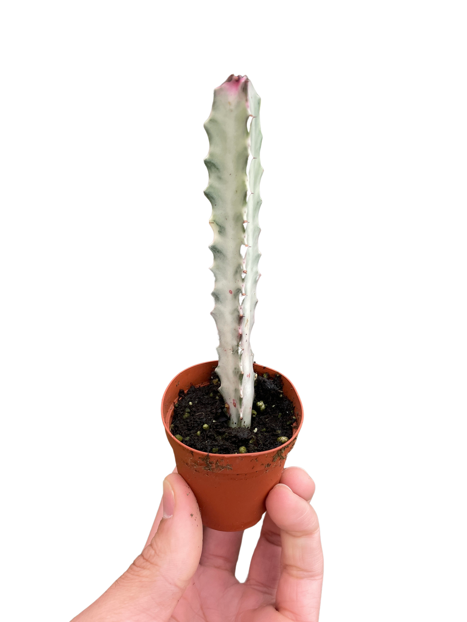 euphorbia succulent cactus Succulent Euphorbia 'Dragon Bone' – Mickey Hargitay Plants