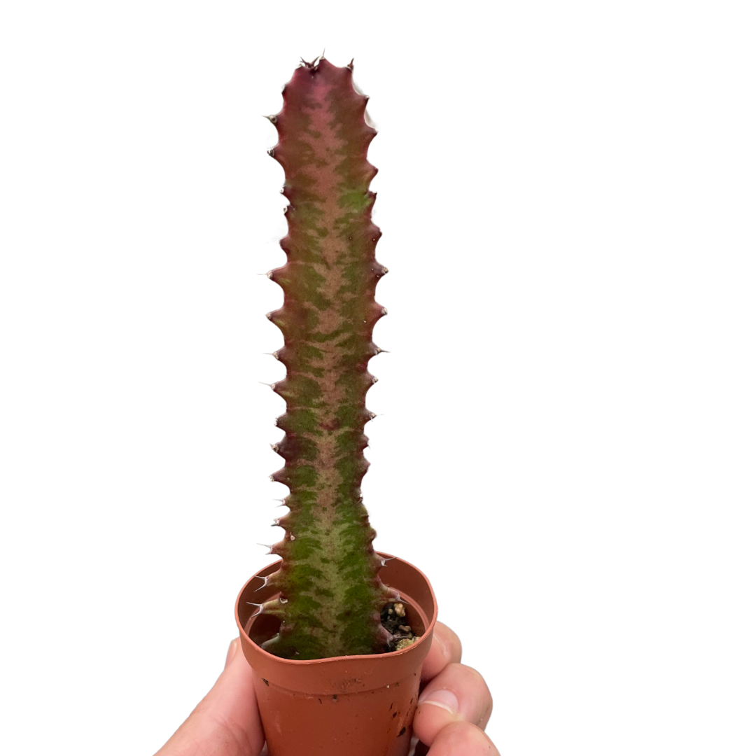 succulent with red stripes Euphorbia Trigona Rubra African Milk Tree Rare Cactus Plant Exotic Succulent jocad (6" Plant)