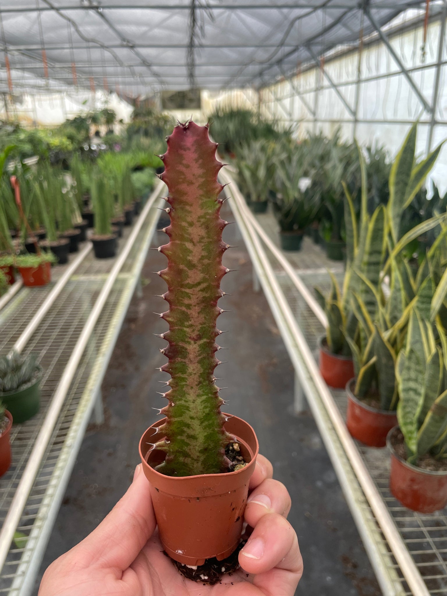 mickey succulent Succulent Euphorbia 'Trigona Rubra'