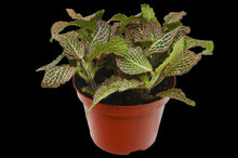 Load image into Gallery viewer, Fittonia &#39;Pink&#39;