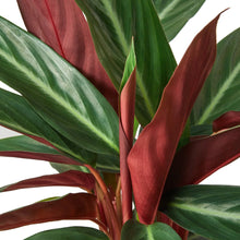Load image into Gallery viewer, Stromanthe Sanguinea