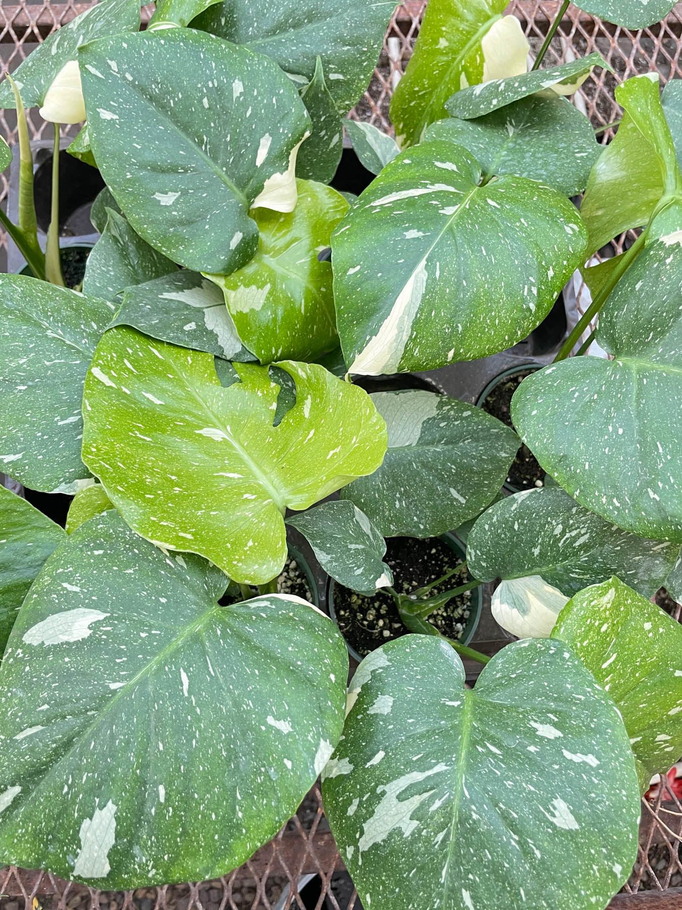 philodendron painted lady variegated Painted Lady Variegated Philodendron