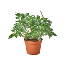 Load image into Gallery viewer, Pilea &#39;Aluminum&#39;