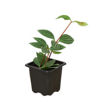 Load image into Gallery viewer, Peperomia &#39;Parallel&#39;