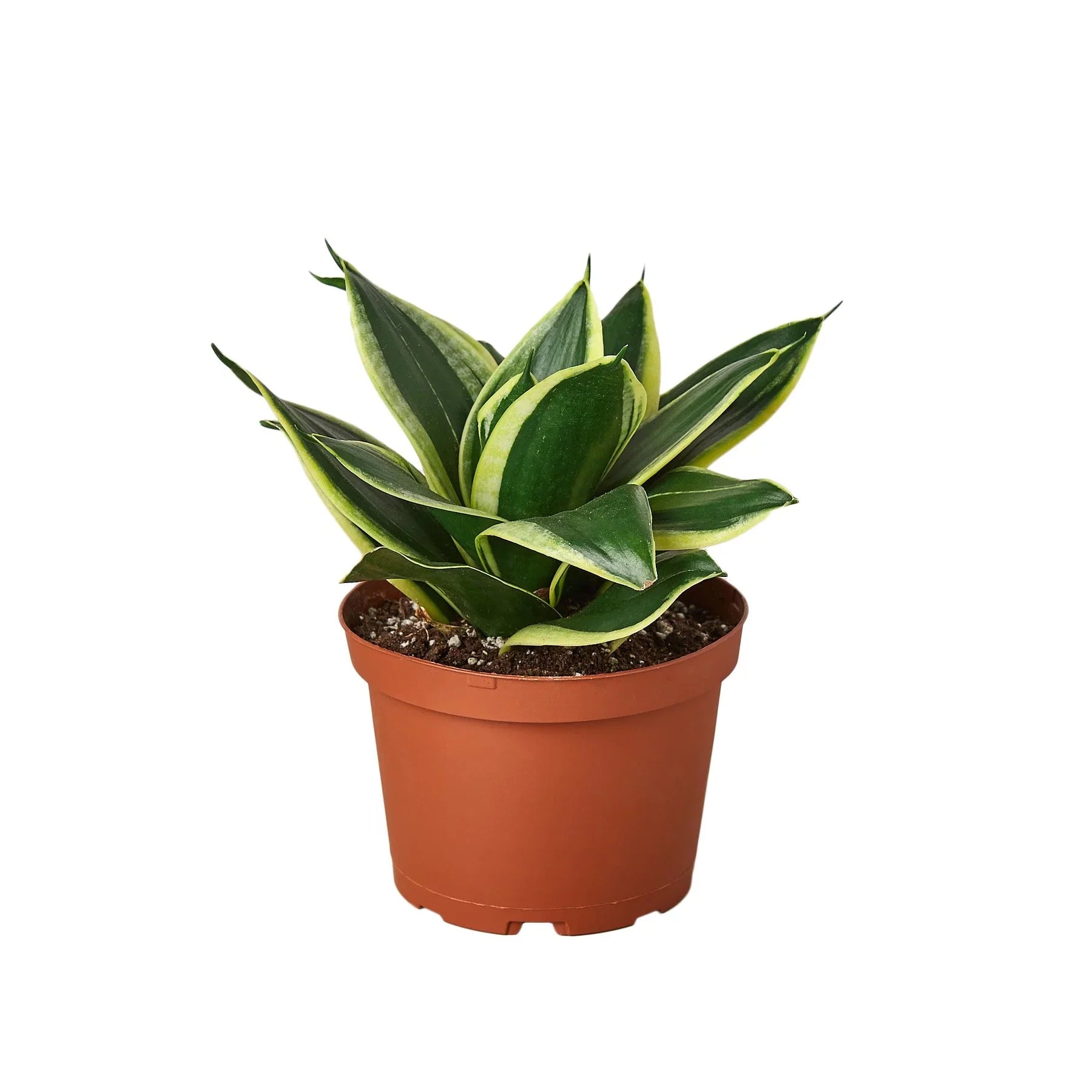 black gold snake plants Snake Plant Black Gold