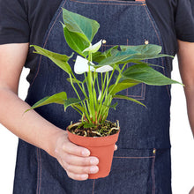 Load image into Gallery viewer, Anthurium &#39;White&#39;