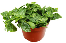 Load image into Gallery viewer, Fittonia &#39;White Nerve Plant&#39;