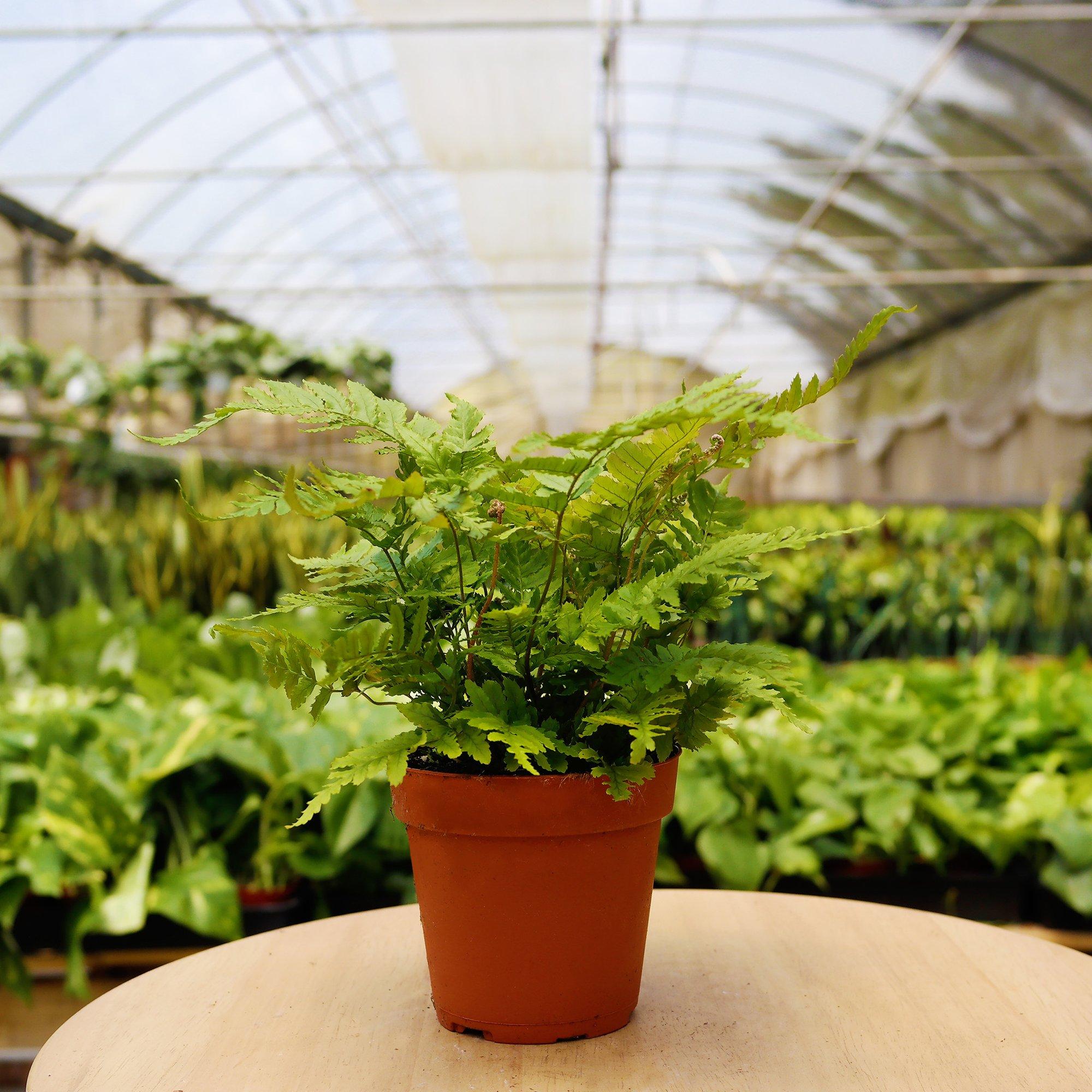 indoor plant monthly subscription 1 Pet Friendly Monthly Subscription Box