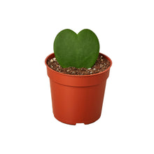 Load image into Gallery viewer, Hoya Sweetheart