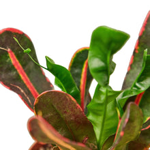 Load image into Gallery viewer, Croton &#39;Mammy&#39;