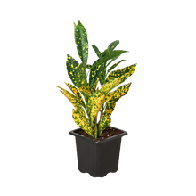Load image into Gallery viewer, Croton &#39;Gold Dust&#39;