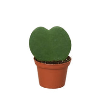 Load image into Gallery viewer, Hoya Sweetheart
