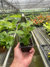 Load image into Gallery viewer, Lipstick Plant