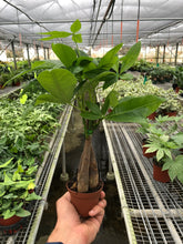 Load image into Gallery viewer, Money Tree &#39;Guiana Chestnut&#39; Pachira Braid