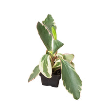 Load image into Gallery viewer, Peperomia &#39;Ginny&#39;