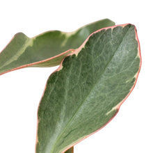 Load image into Gallery viewer, Peperomia &#39;Ginny&#39;