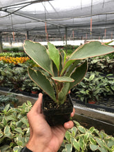 Load image into Gallery viewer, Peperomia &#39;Ginny&#39;