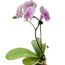 Load image into Gallery viewer, Orchid &#39;Light Pink Phalaenopsis&#39;