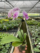 Load image into Gallery viewer, Orchid &#39;Light Pink Phalaenopsis&#39;