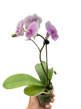 Load image into Gallery viewer, Orchid &#39;Light Pink Phalaenopsis&#39;