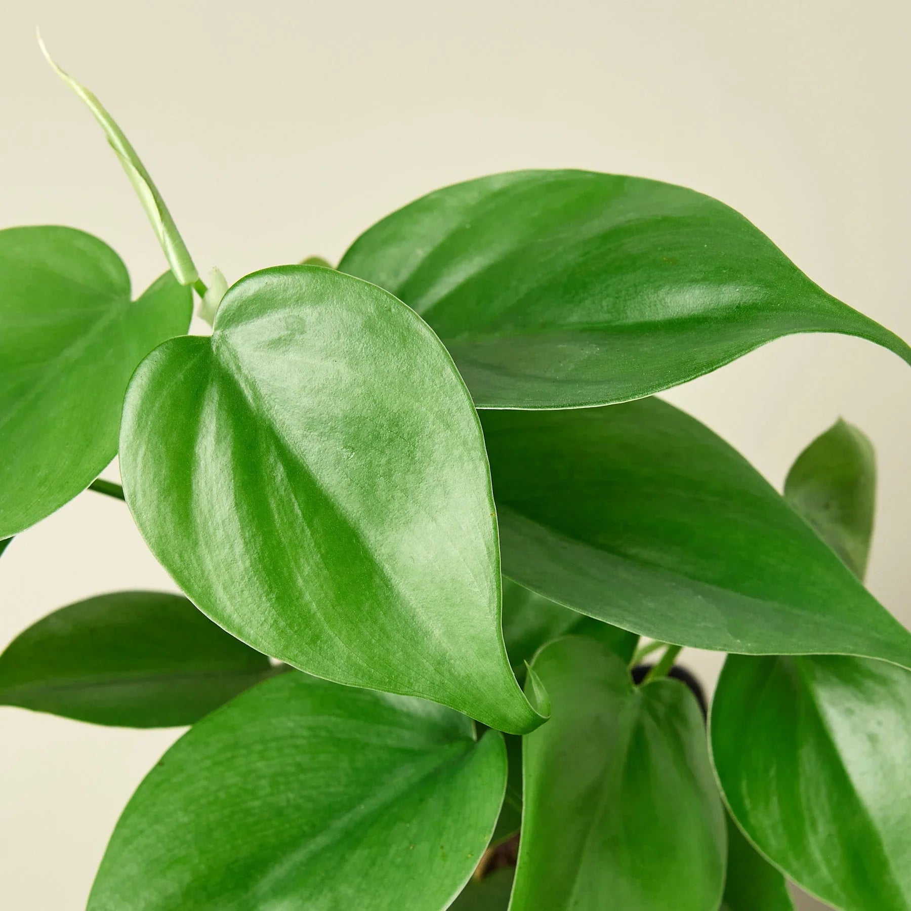 philodendron cordatum heartleaf ivy Philodendron Cordatum Heartleaf – Mickey Hargitay Plants