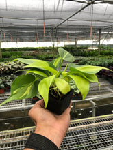 Load image into Gallery viewer, Philodendron &#39;Brasil&#39;