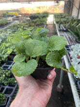 Load image into Gallery viewer, Pilea &#39;Crinkle&#39;