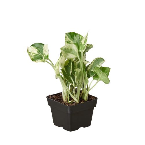 pothos n Pothos 'N'joy' – Mickey Hargitay Plants