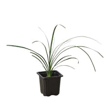 Load image into Gallery viewer, Palm Ponytail