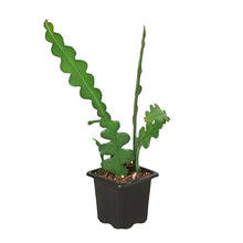 Load image into Gallery viewer, Epiphyllum &#39;Ric Rac&#39; Cactus