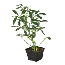 Load image into Gallery viewer, Schefflera Moonlight &#39;Umbrella Plant&#39;