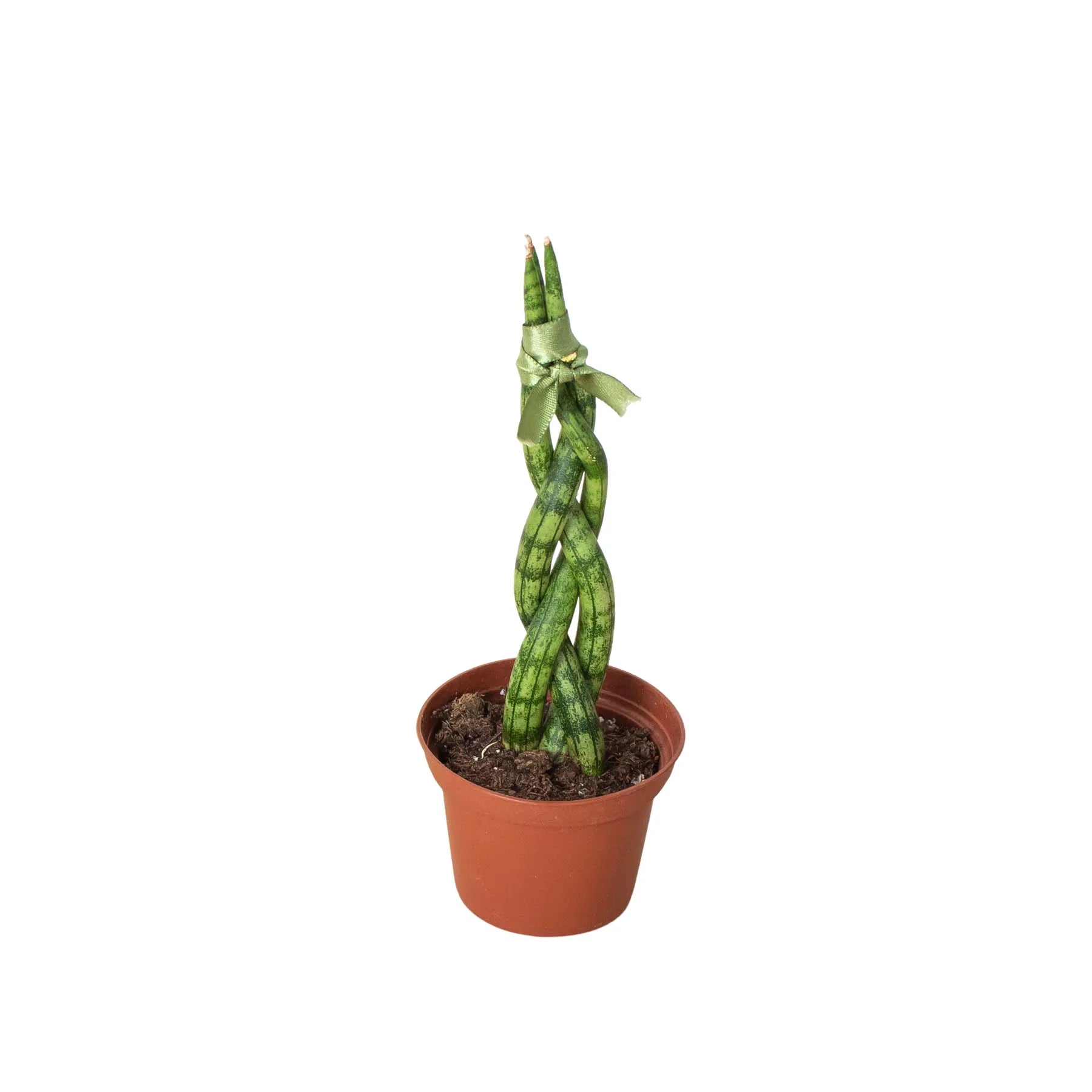 sansevieria braided Snake Plant Braided – Mickey Hargitay Plants