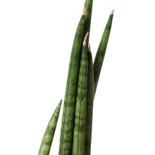 Load image into Gallery viewer, Snake Plant Cylindrica