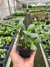 Load image into Gallery viewer, Succulent Crassula &#39;Jade&#39;