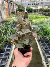 Load image into Gallery viewer, Syngonium Merry