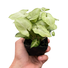 Load image into Gallery viewer, Syngonium &#39;Moonshine&#39;