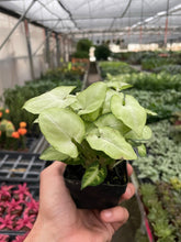 Load image into Gallery viewer, Syngonium &#39;Moonshine&#39;