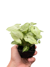 Load image into Gallery viewer, Syngonium &#39;Moonshine&#39;