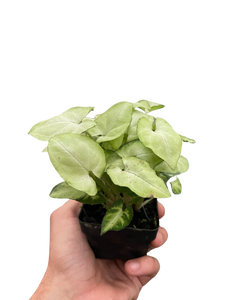 Syngonium 'Moonshine'