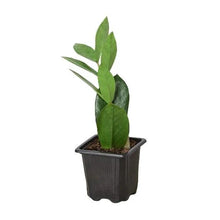 Load image into Gallery viewer, Zamioculcas Zamiifolia ZZ