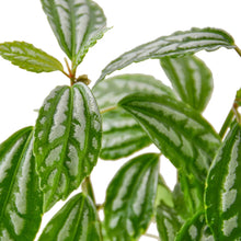 Load image into Gallery viewer, Pilea &#39;Aluminum&#39;