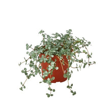 Load image into Gallery viewer, Nettle &#39;Silver Sparkle&#39;