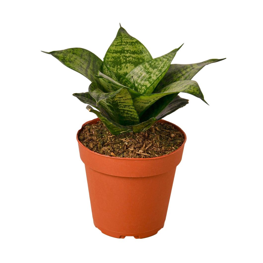 delray plants snake plant Snake Plant Black Robusta
