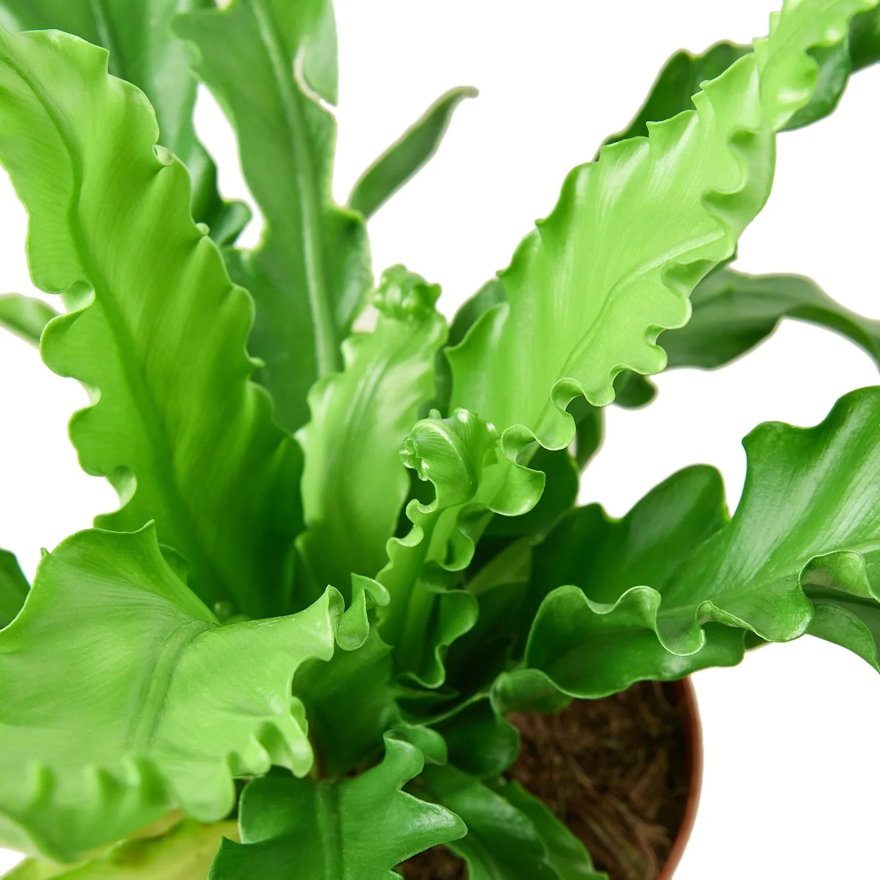 victoria bird's nest fern care Bird’s Nest 'Victoria' Fern