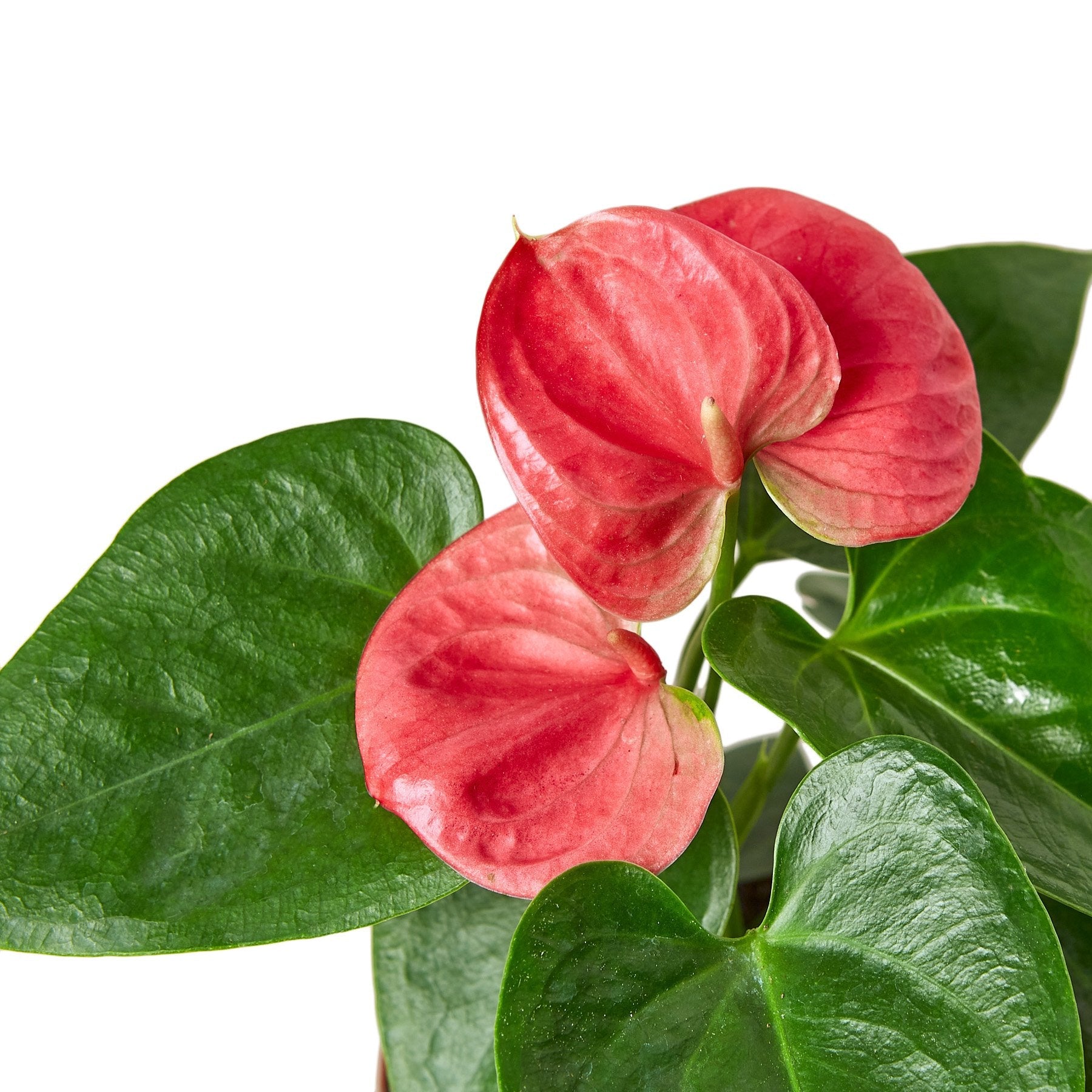 waxy red anthurium Anthurium 'Pink' – Mickey Hargitay Plants